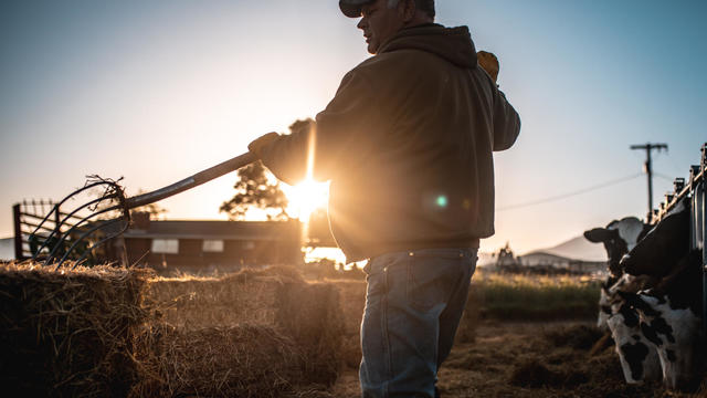 Farmer preparing hay for cows in a pen 