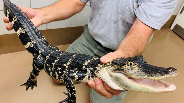 Troy-Gator.jpg 