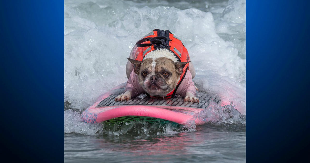 Pacifica World Dog Surfing Contest Crowns Champions CBS San Francisco