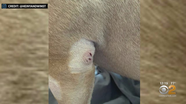 Dog Suffers Minor Injuries After Plunging Off Building, Crashing Through Car's Sunroof 