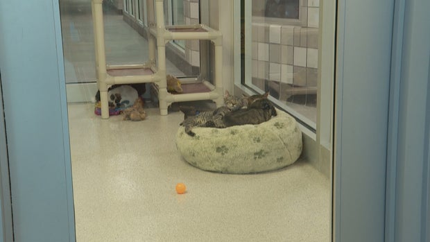 NEW DDFL SHELTER VO1_frame_180 