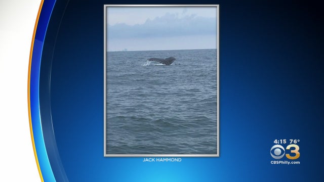 whale-sea-isle-city.jpg 