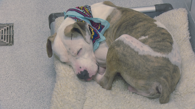 DDFL NEW SHELTER 10PKG.transfer_frame_829