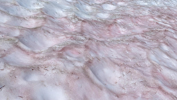 pink-snow-yosemite.jpg 