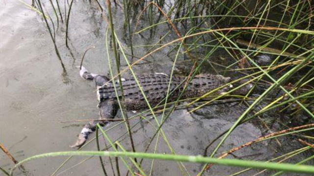 gator.jpg 