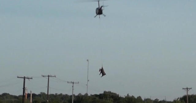 Texas zebras One escaped zebra caught but another still elusive in New