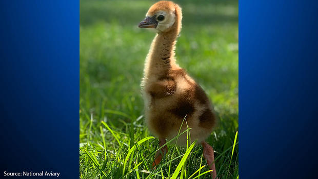national-aviary-grey-crowned-crane-chick 