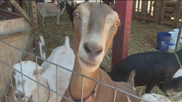 GOATS.jpg 