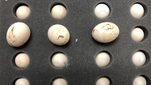 PHL-Hatching-Eggs4L-072419.jpg 