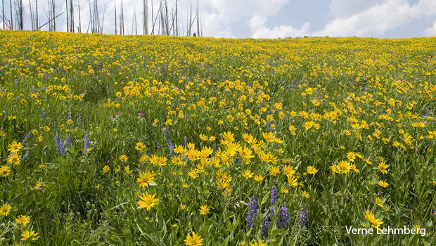 prairie-wildflowers-mules-ears-and-lupines-verne-lehmberg-620.jpg 