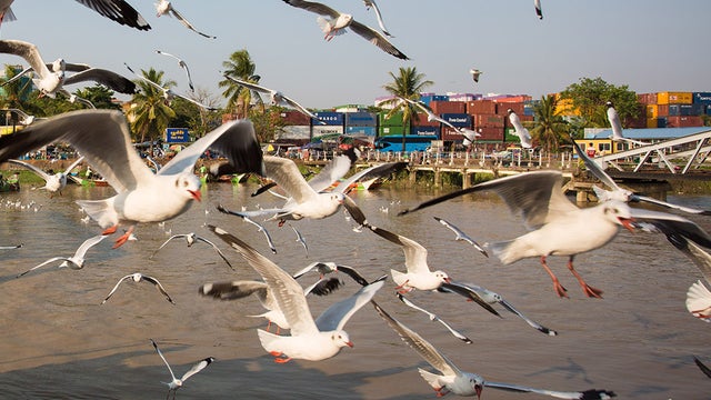 seagulls.jpg 