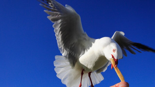 Seagull Potato Chip French Fries Flying 