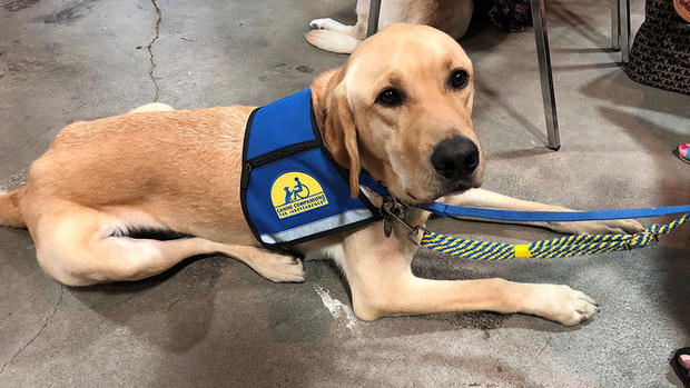 Service Dogs Graduate From Long Island Training Program, Meet New Partners 