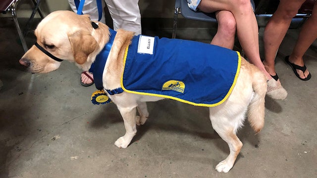 Service Dogs Graduate From Long Island Training Program, Meet New Partners 