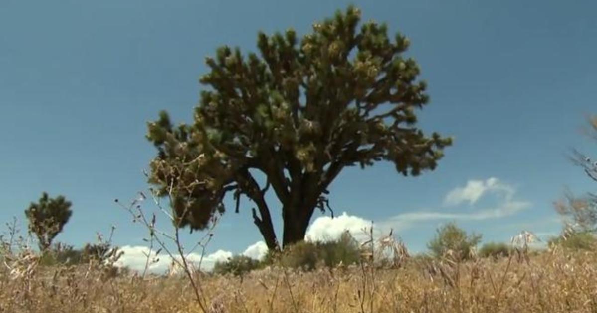 Joshua trees at risk of extinction from climate change