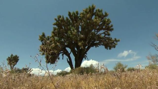 cbsn-fusion-joshua-trees-at-risk-of-extinction-climate-change-rising-temperatures-thumbnail-1908937-640x360.jpg 