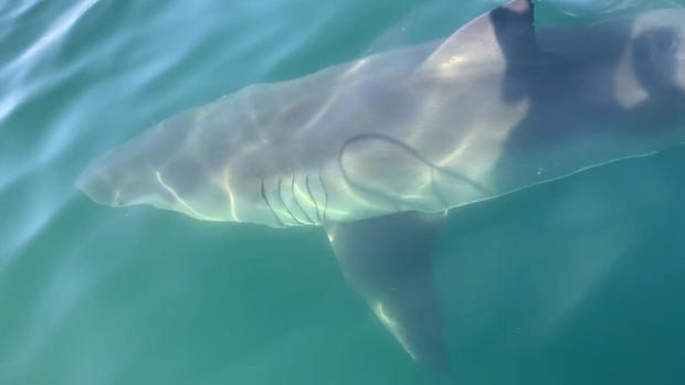 provincetown shark 