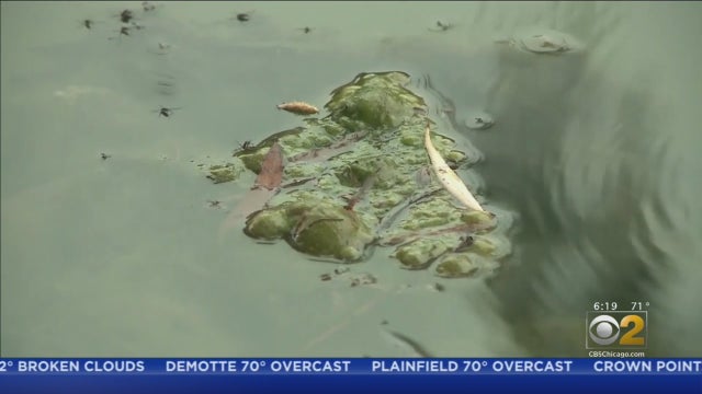 Blue-Green-Algae.jpg 
