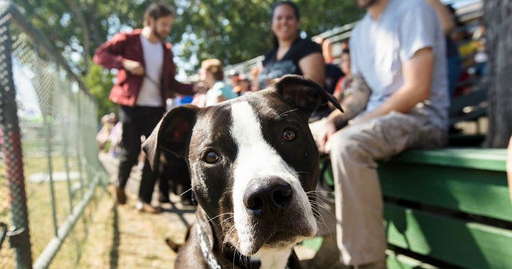 Bay Area Animal Shelter Spotlight CBS San Francisco