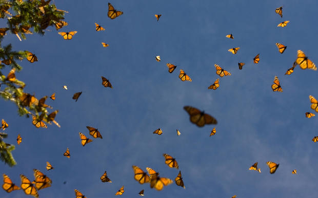 (FILES) Picture of monarch butterflies ( 