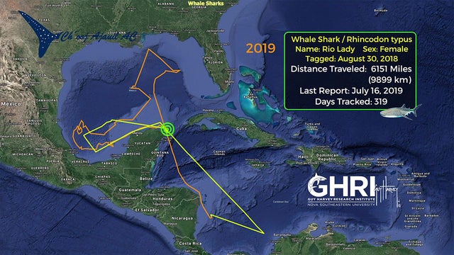 TRACKING MAP WHALE SHARK SUTTA 