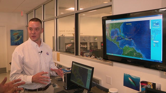 WHALE SHARKS TAG SUTTA 