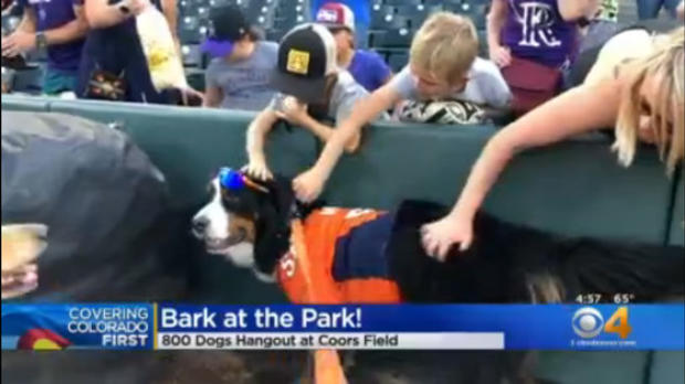 bark at the park 4 