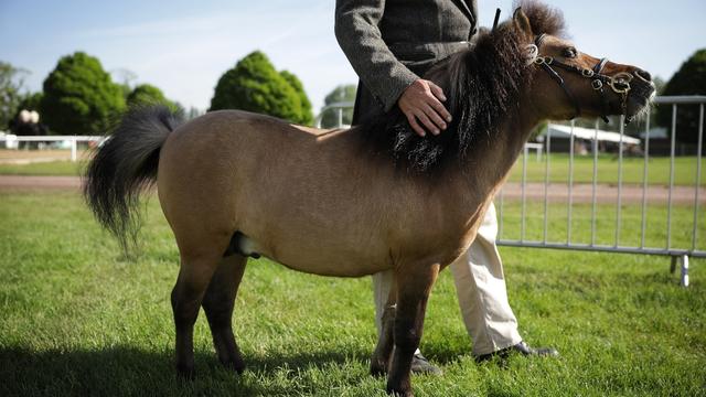 minihorse.jpg 