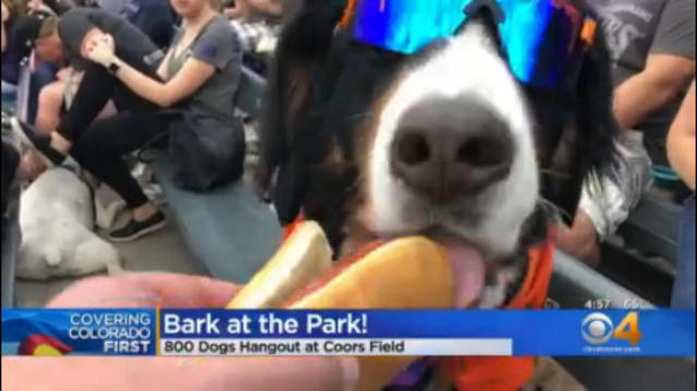 Rockies Fans Bring Furry Friends To 'Bark At The Park' At Coors