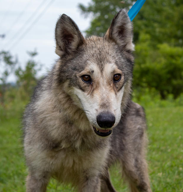 blind wolf dog flown to Colorado State University for emergency surgery 