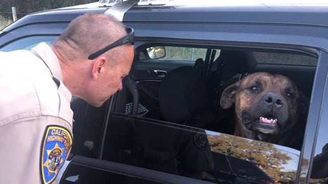dog-kicked-out-of-car-credit-CHP-Placerville-1-1.jpg 