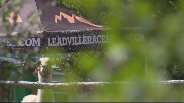 LEADVILLE LLAMAS 6PKG.transfer_frame_676 