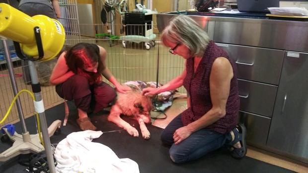 blind wolf dog flown to Colorado State University for emergency surgery 