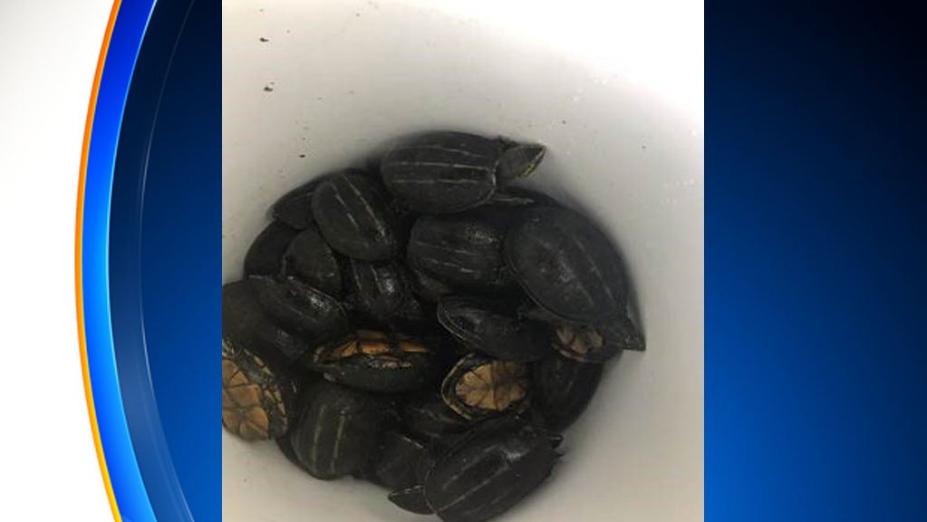 baby turtles 