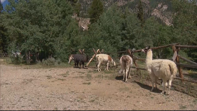 LEADVILLE LLAMAS 6PKG.transfer_frame_2489 