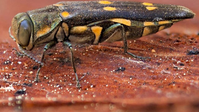 goldspotted-oak-borer.jpg 