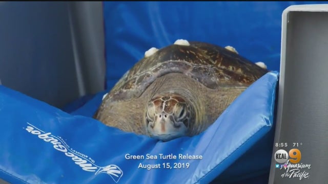 Turtle.jpg 