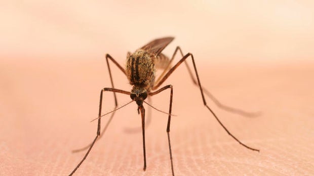 cbsn-fusion-west-nile-virus-reports-spike-in-us-thumbnail-1913627-640x360.jpg