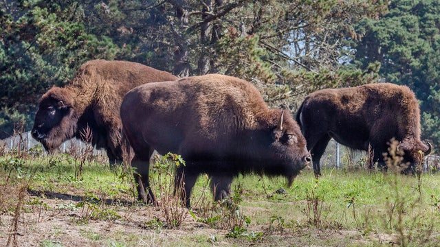 bison-ggpark.jpg 
