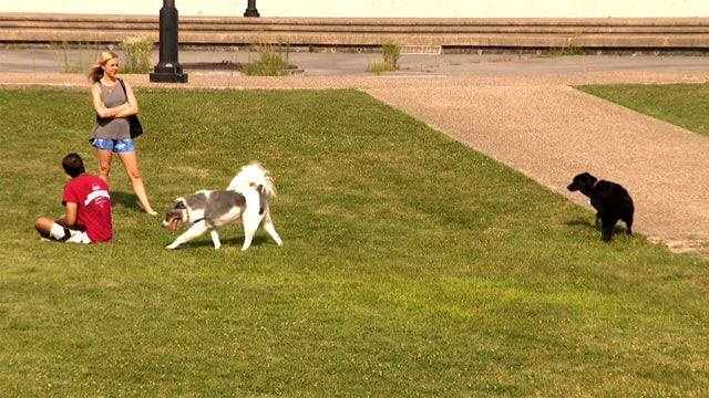 Olive_Park_Dogs_0818.jpg 