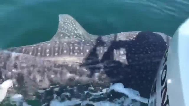 whale-shark.jpg 