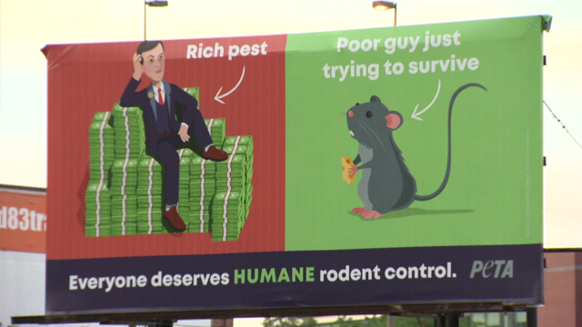 peta-billboard-jared-kushner-rats.png 