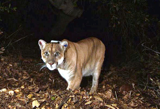 Wildlife Crossing Southern California 