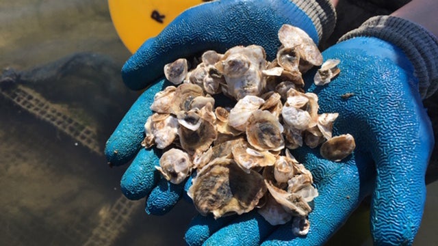 sandwich-oysters.jpg 