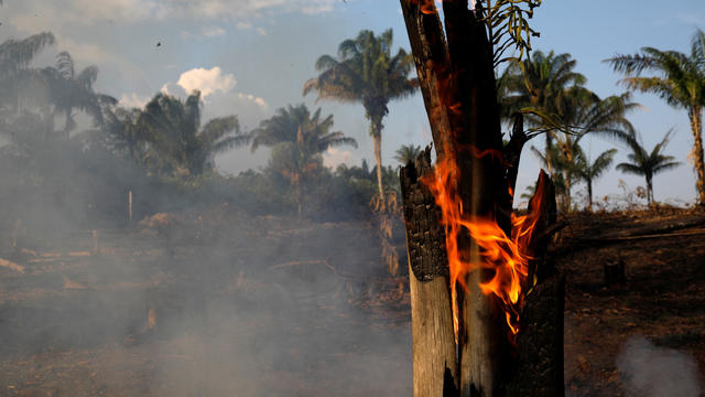 Snake is seen while a tract of Amazon jungle after a fire while as it is being cleared by loggers and farmers in Porto Velho 
