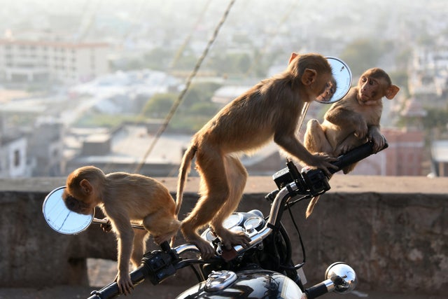 INDIA-ANIMAL-MONKEY 