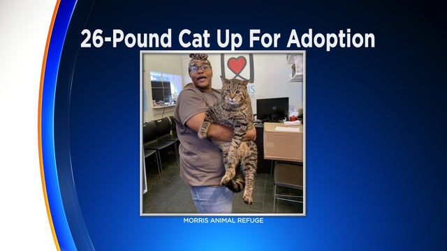 big-cat-up-for-adoption.jpg 