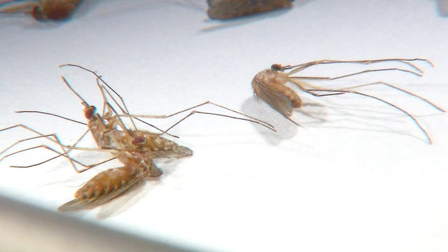 mosquito1.jpg 