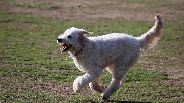 goldendoodle-1.jpg 