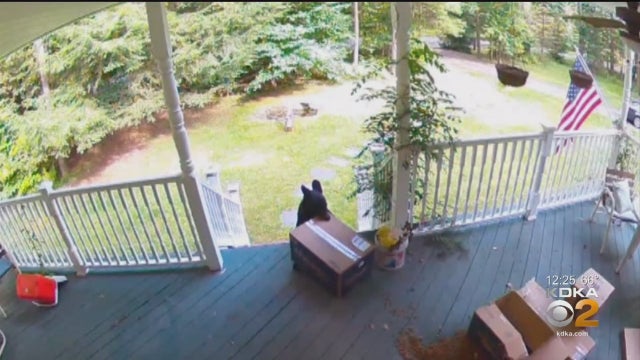 bearbandit.jpg 
